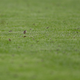 Moths lie on the pitch prior to the Euro 2016 final soccer match between Portugal and France at the Stade de France in Saint-Denis, north of Paris, Sunday, July 10, 2016. (Image: AP Photo/Frank Augstein)
